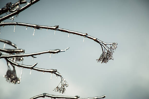 Frosty winter day. Hoarfrost, ice Crystal on tree