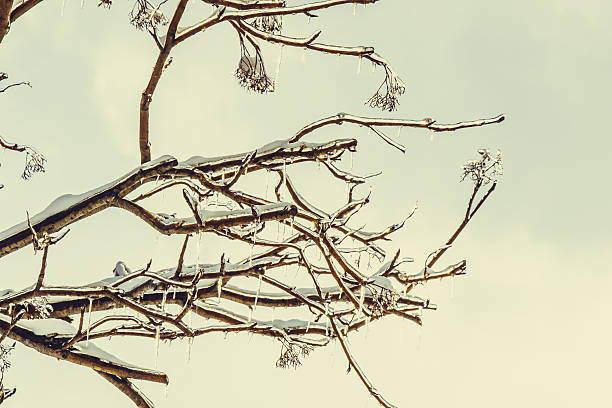 Frosty winter day. Hoarfrost, ice Crystal on tree