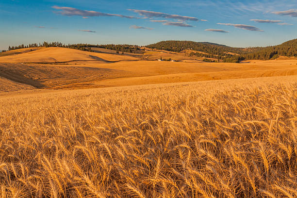 déchirure champ de blé prêt pour la récolte, dans l'état de washington - washington state spokane farm crop photos et images de collection