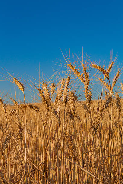 déchirure champ de blé prêt pour la récolte - washington state spokane farm crop photos et images de collection