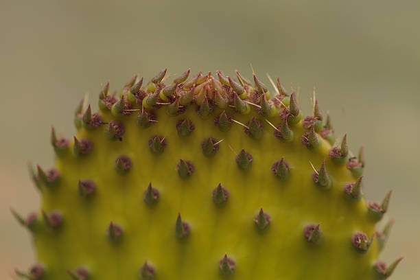 prickly pear cactus, opuntia, pad - arizona prickly pear cactus hedgehog cactus cactus imagens e fotografias de stock