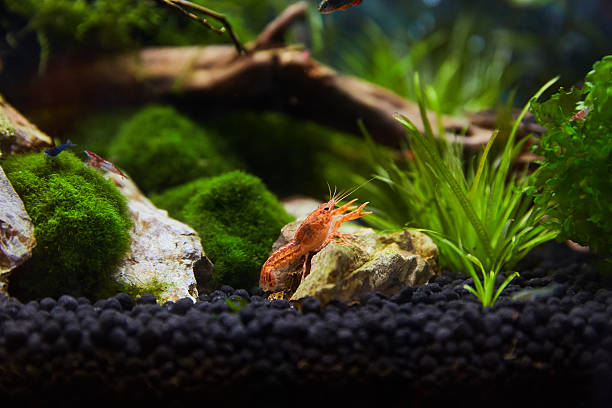 istock Mexican orange freshwater crayfish in the aquarium 543319318