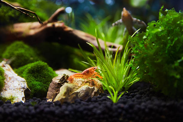 istock Mexican orange freshwater crayfish in the aquarium 543319428