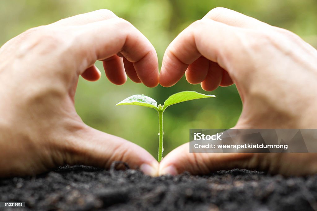 Protect nature hand of a farmer forming a heart shape in front of a young green plant with natural green background / Protect and love nature concept Heart Shape Stock Photo