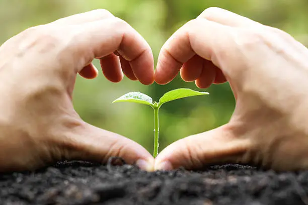 hand of a farmer forming a heart shape in front of a young green plant with natural green background / Protect and love nature concept