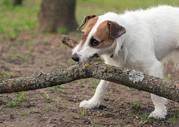 istock dog breed Jack Russell Terrier 543320046
