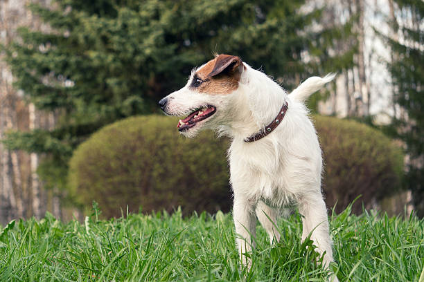 istock dog breed Jack Russell Terrier 543320092