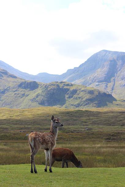 istock Young fallow deer 'fawn' in Scottish Highlands 543320650
