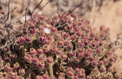 Mesembryanthemum crystallinum, crystalline ice plant, ground cover in southern California
