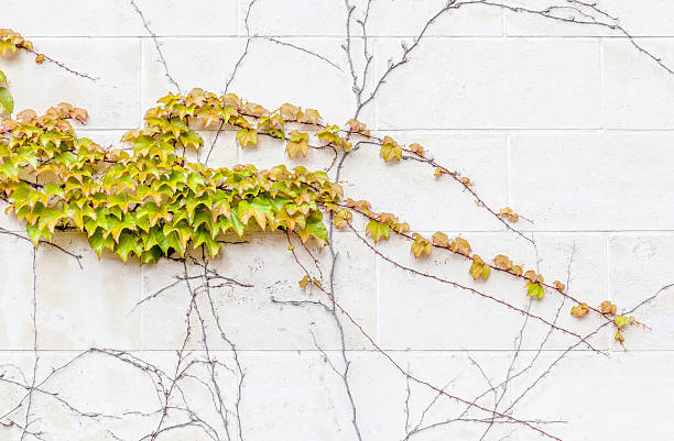 istock Ivy growing on the concrete wall, exterior decoration. 543321246