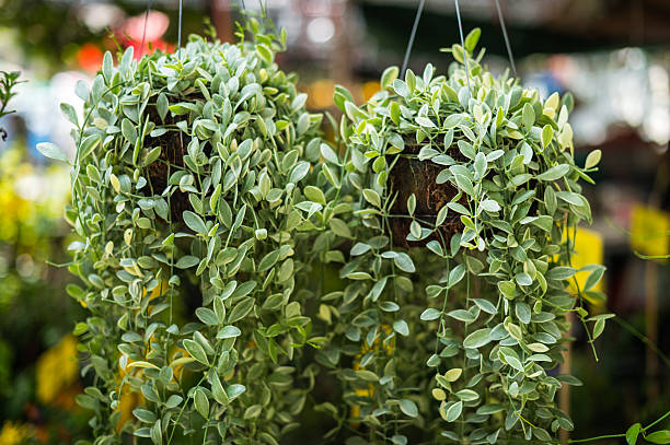 istock Dave plant in the garden closeup 543321284