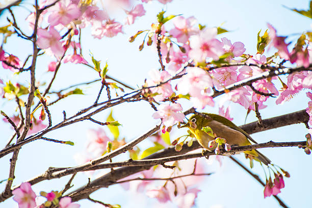 Beautiful sakura or cherry blossom in Ueno park, Japan