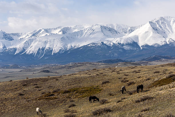istock mountain snow horse pasture valley 543321920