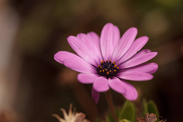 istock Purple African daisy, Osteospermum Ecklonis, blooms 543322008