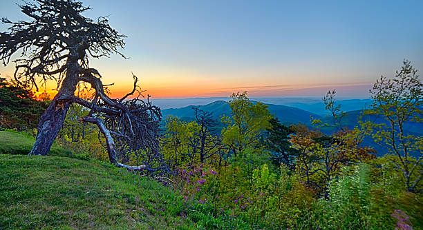 frühling am scenic blue ridge parkway appalachians smoky mount - mount mitchell stock-fotos und bilder