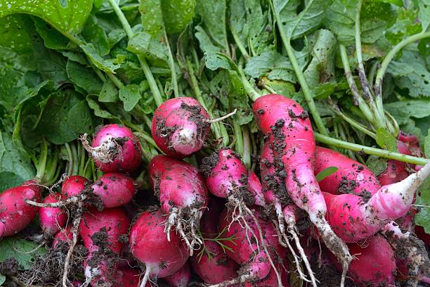 Organic vegetables. Horse radish.