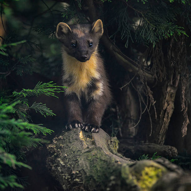istock Stunning pine martin martes martes on branch in tree 543326742