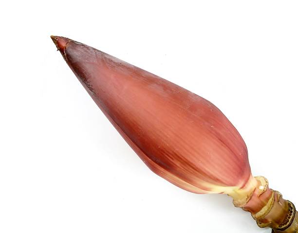 istock The banana flower 543326754