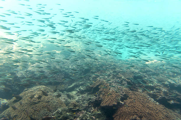 istock group of small coral fish move 543327198