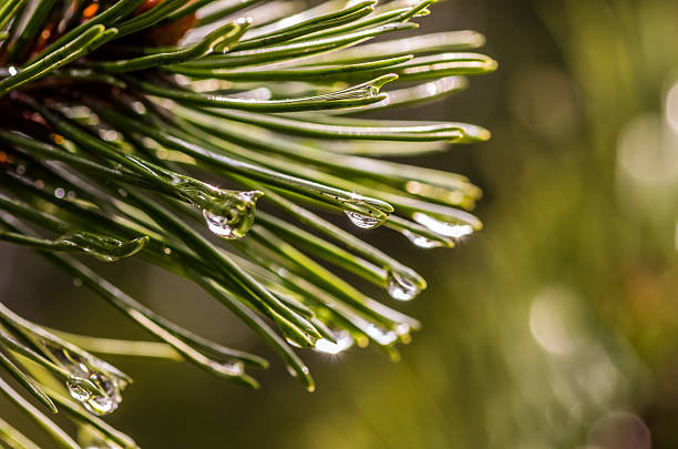 istock Raindrops on fir leaves / needles 543327422