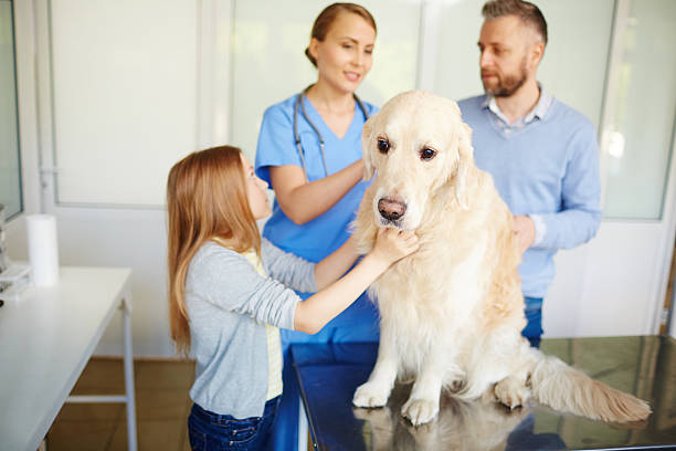 istock Dog in vet clinic 543328554