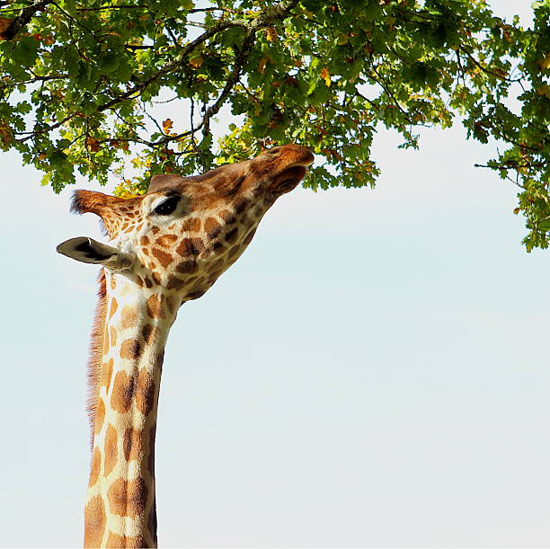 istock Giraffe reaching high up to the trees, with copyspace 543328616