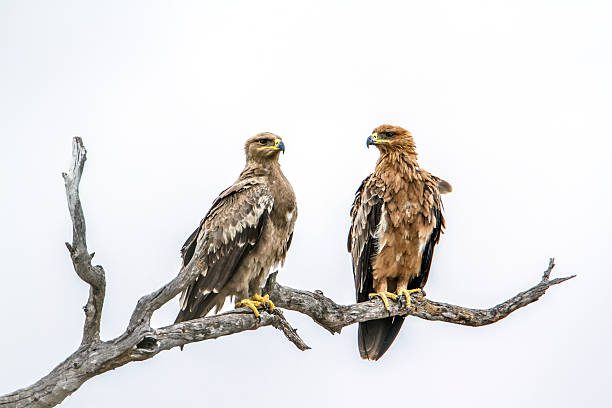 istock Tawny Eagle in Kruger National park, South Africa 543328738