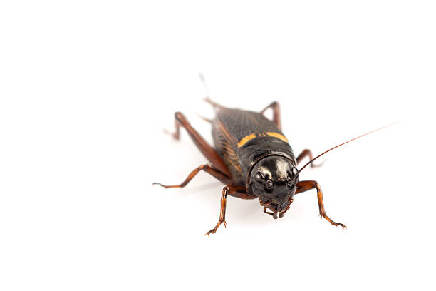 istock close up of cricket on white background 543330110