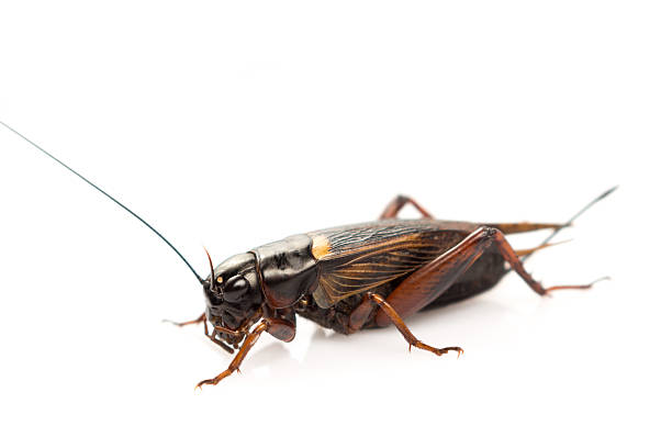 istock close up of cricket on white background 543330176