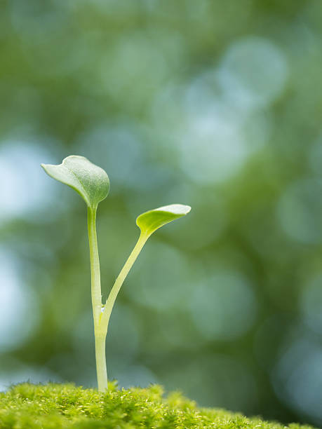 istock Seedlings in the fresh green 543330912