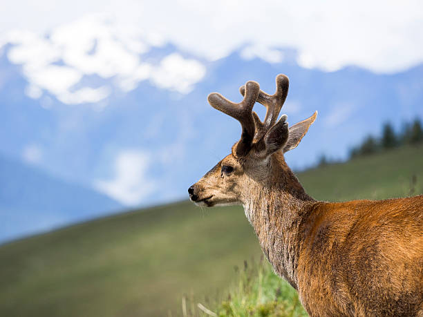 istock Velvet Forked Horn Buck Deer Washington State Olympic National Park 543331874
