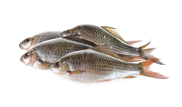 group of Labiobarbus siamensis fish on white background group of Labiobarbus siamensis fish on white background siamensis stock pictures, royalty-free photos & images