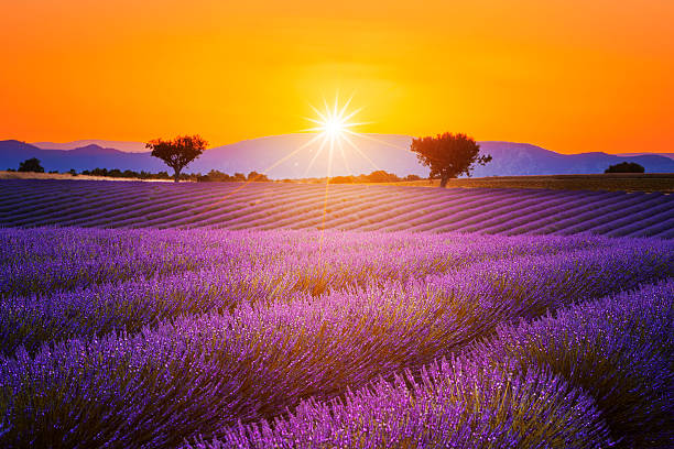 istock Lavender field summer sunset landscape 543333970