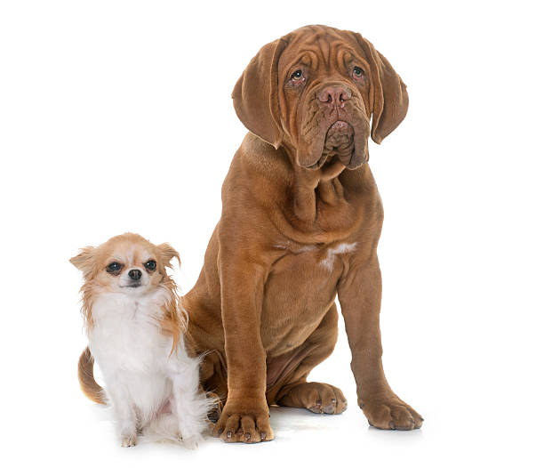 kuvapankkikuvat ja rojaltivapaat kuvat aiheesta koiranpentu dogue de bordeaux ja chihuahua - bordeaux dog