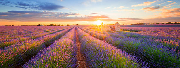 Panoramic view of lavender filed in Valensole at sunset Panoramic view of lavender filed in Valensole. Provence, France alpes de haute provence photos stock pictures, royalty-free photos & images