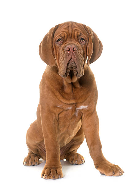 Bull mastif dog resting on arm of chair in living room