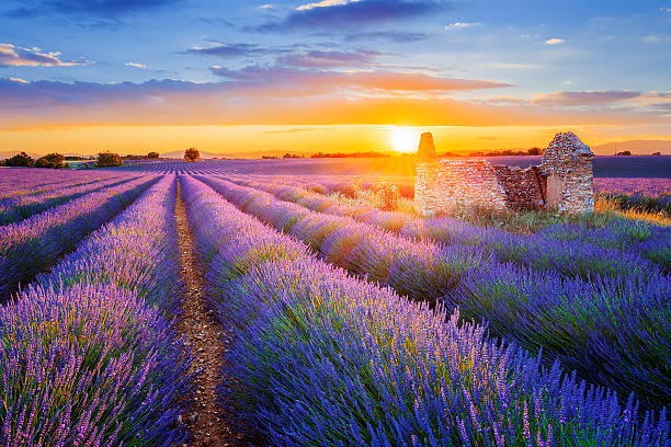 purple lavender filed in Valensole at sunset Sun is setting over a beautiful purple lavender filed in Valensole. Provence, France alpes de haute provence photos stock pictures, royalty-free photos & images