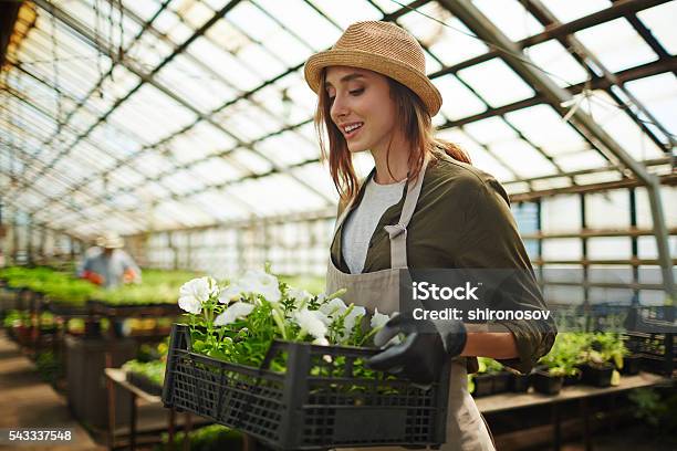 Wachsende Petunien Stockfoto und mehr Bilder von Bauernberuf - Bauernberuf, Junger Erwachsener, Landwirtschaft