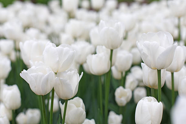 istock Beautiful white tulips flowerbed closeup. Flower background 543338408