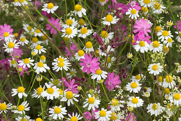 A meadow with wildflowers in the Upper Palatinate, Bavaria, Germany on a sunny june day. Red Campions (german: Rote Lichtnelke) and Chamomiles (Kamille). Shallow depth of field and blurred background.