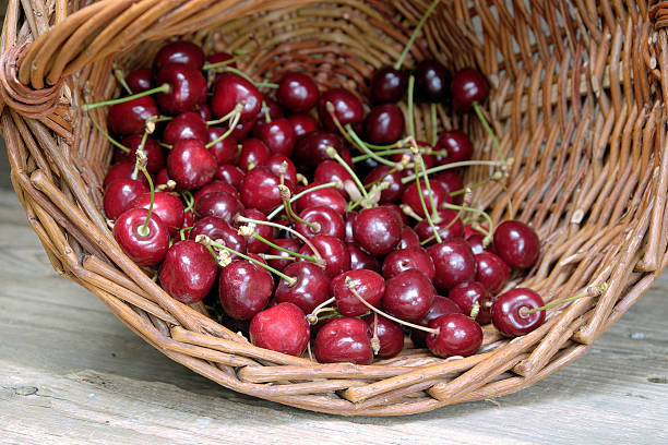 istock Ripe cherries in a wicker basket 543339112