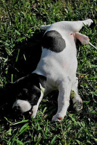 jack russel terrier puppy playing on grass