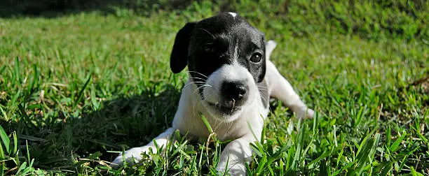 jack russel terrier puppy playing on grass porttrait