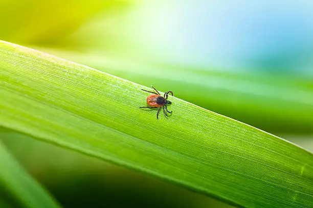 Photo of Tick on grass (Ixodes Ricinus)