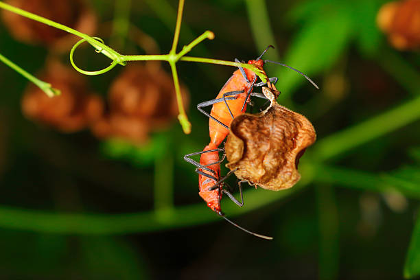 istock extra soft focus Indian Milkweed Bug breeding, Oncopeltus confus 543342796