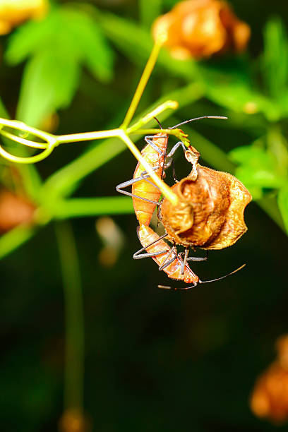 extra soft focus Indian Milkweed Bug breeding, Oncopeltus confus