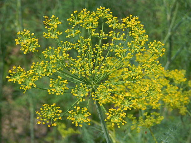 istock Texture nature grass flowers, trees wallpaper 543344208