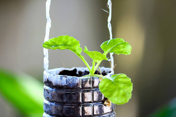istock fresh green vegetable organic growing on plastic recycle bottle 543344852