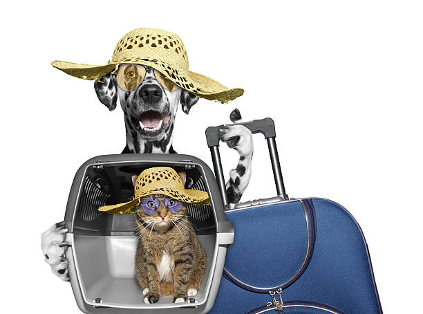 dog and cat in transportation box are going to travel dog and cat in transportation box are going to travel -- isolated on white dalmatian dog photos stock pictures, royalty-free photos & images