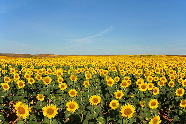 istock Field of sunflowers 543345306